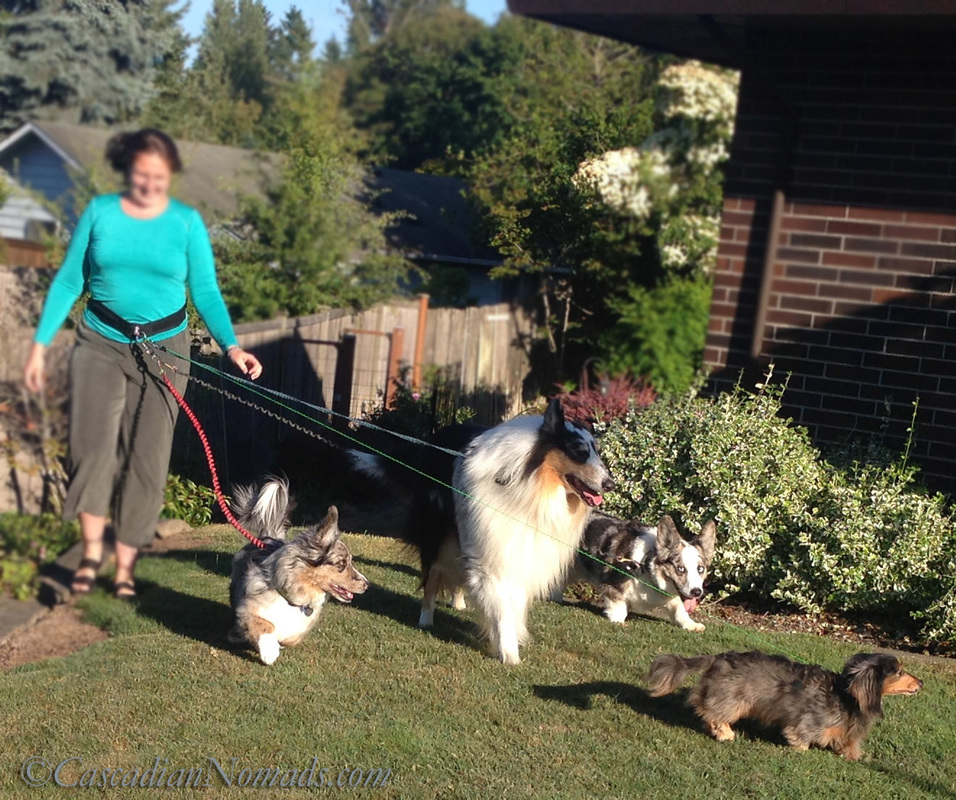 Walking Four Dogs: Awesome #MultiPetMania Moments Made Possible By The Umbilical Belt Hands Free Dog Leash