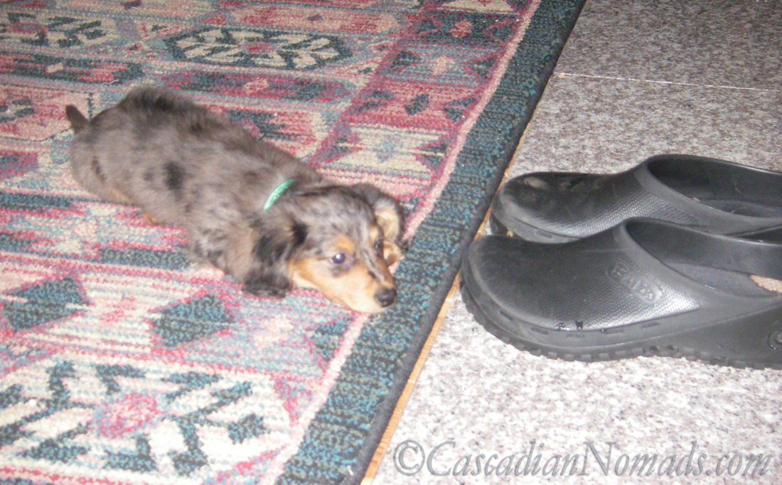 Black and tan dapple miniature long haired dachsund puppy Wilhelm.