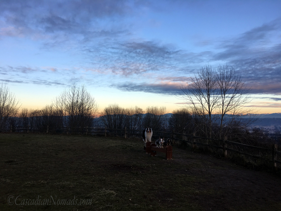 The grand view at dusk, Grandview Off-Leash Dog Park, SeaTac, Washington, Cascadia with miniature dachshund Wilhelm, Cardgian Welsh corgi Brychwyn and rough collie Huxley #DogwoodWeek2