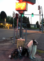 Failed photo opp of three dogs and the neon Sorry sign in Hood River, Oregon at night.