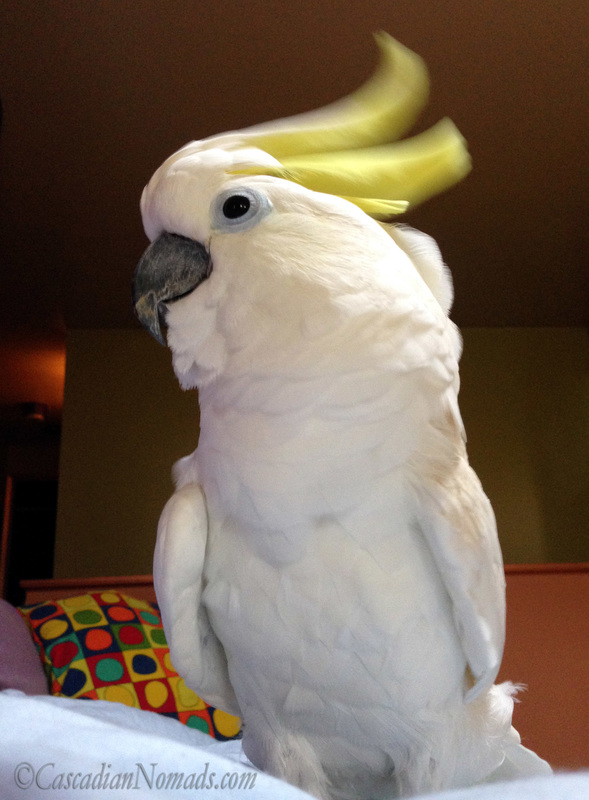 triton cockatoo lifespan
