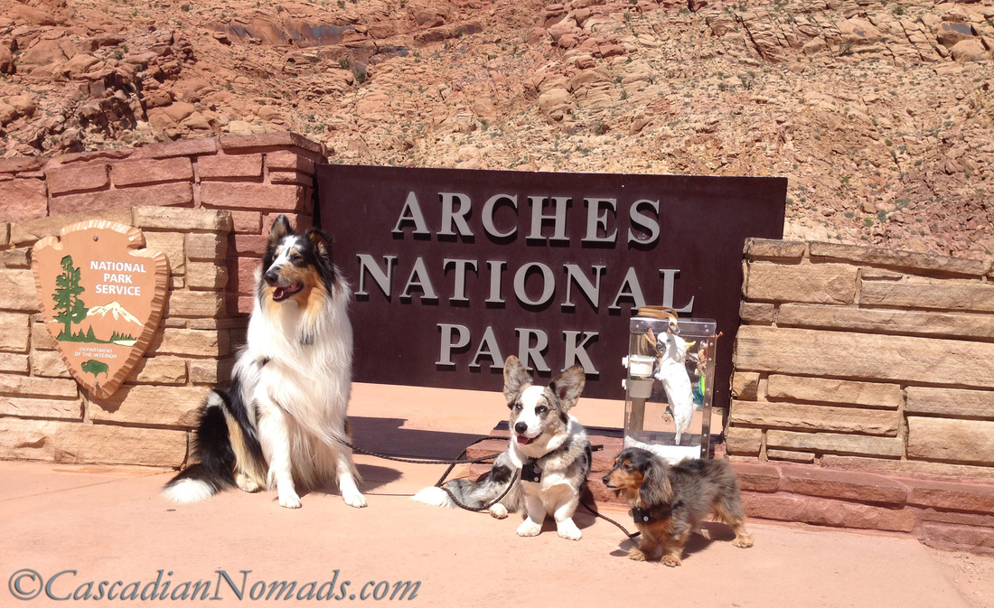 are dogs allowed in arches national park