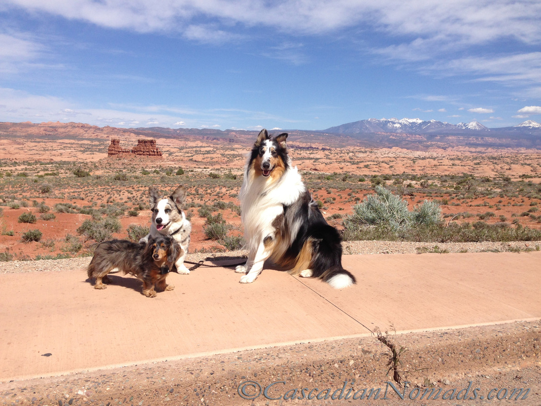 are dogs allowed at arches national park